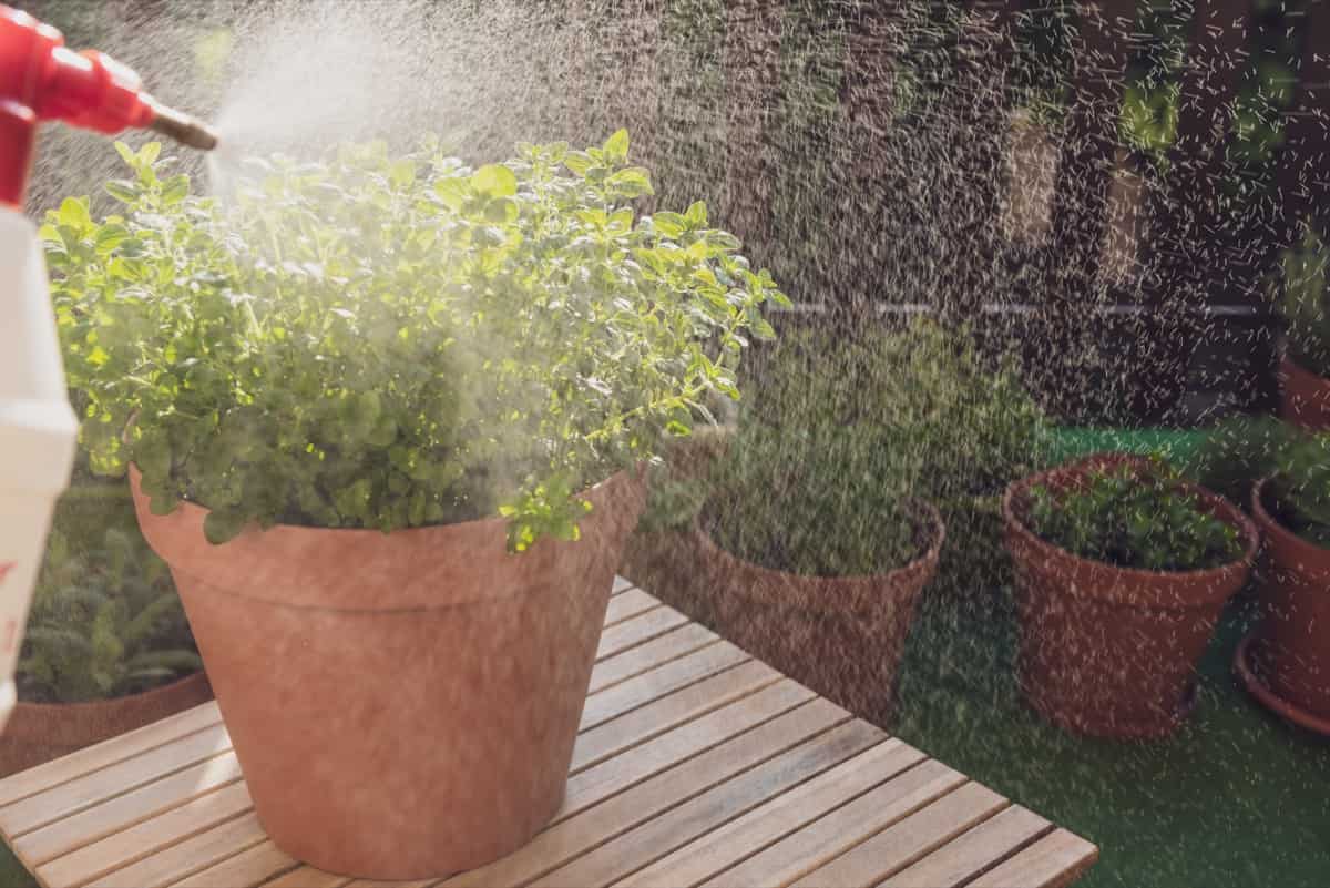 Watering Oregano Herbs in Container at Balcony