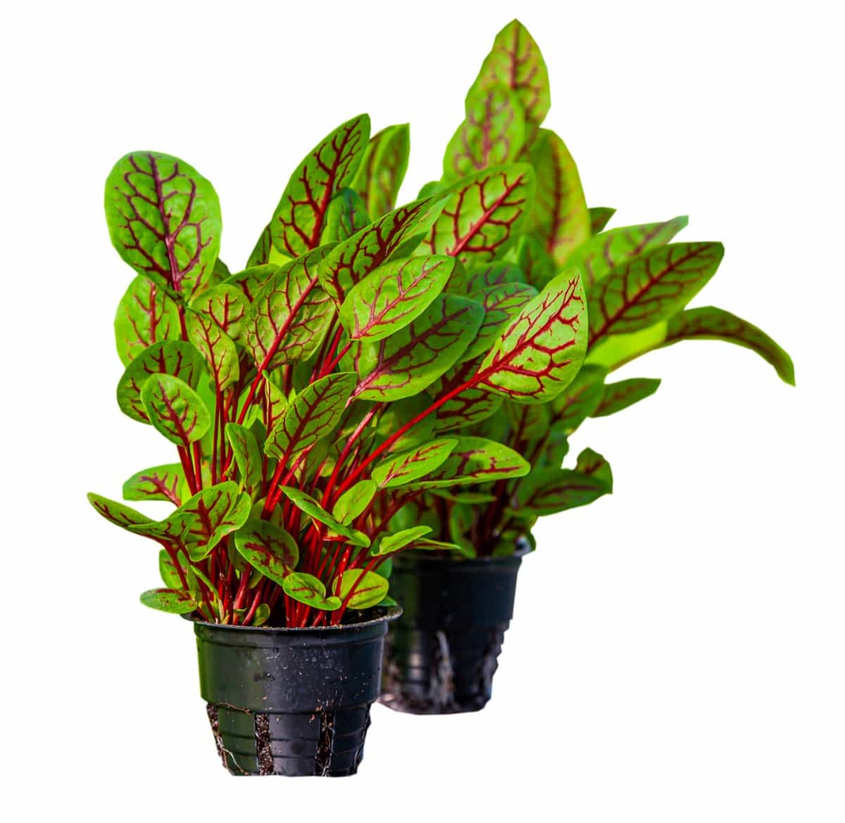 Best Container Plants for Kansas: Chard