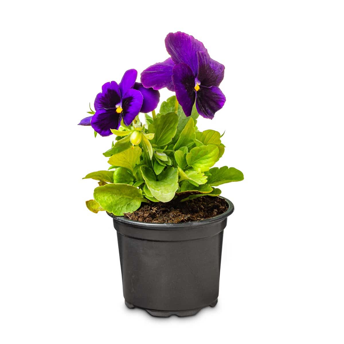 Best Container Plants for Maine: Purple pansy flowers