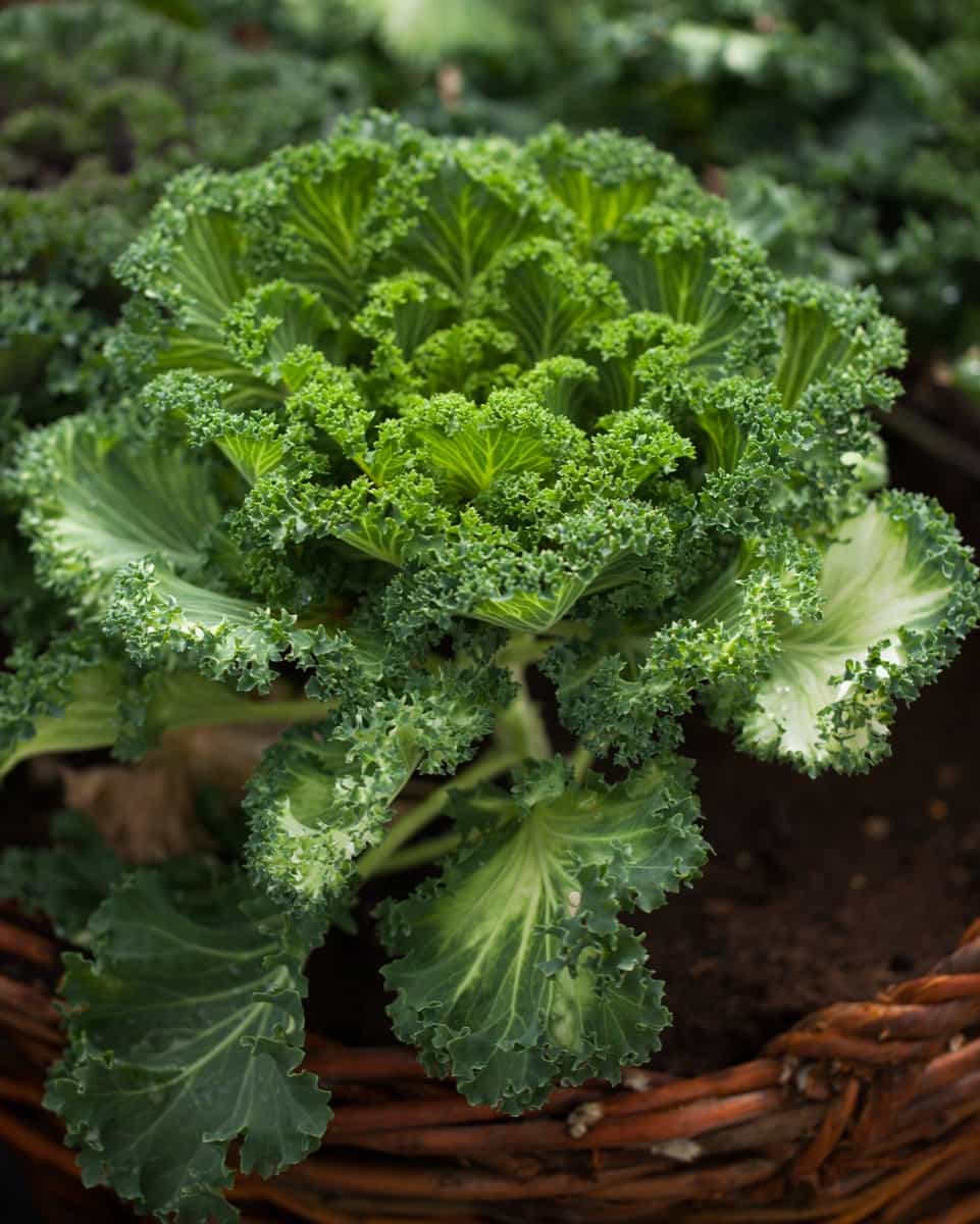 Best Container Plants for Minnesota: Kale