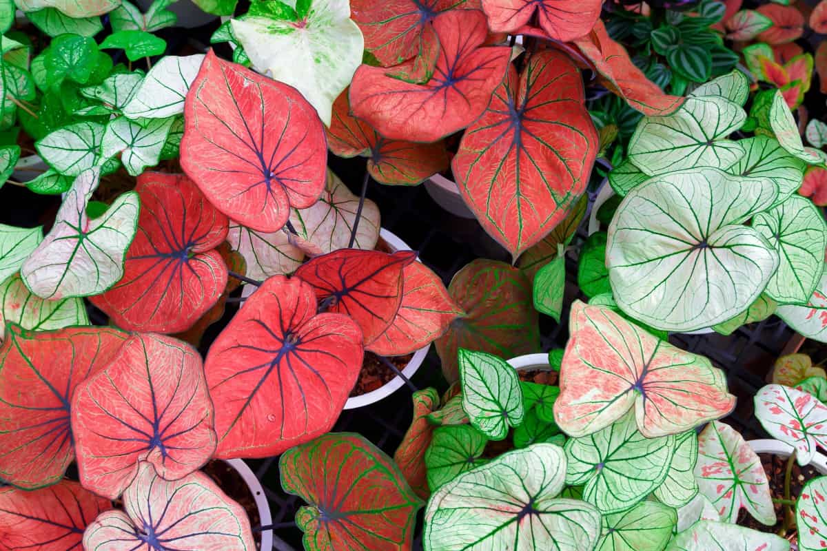 colorful Caladium bicolor leaves 