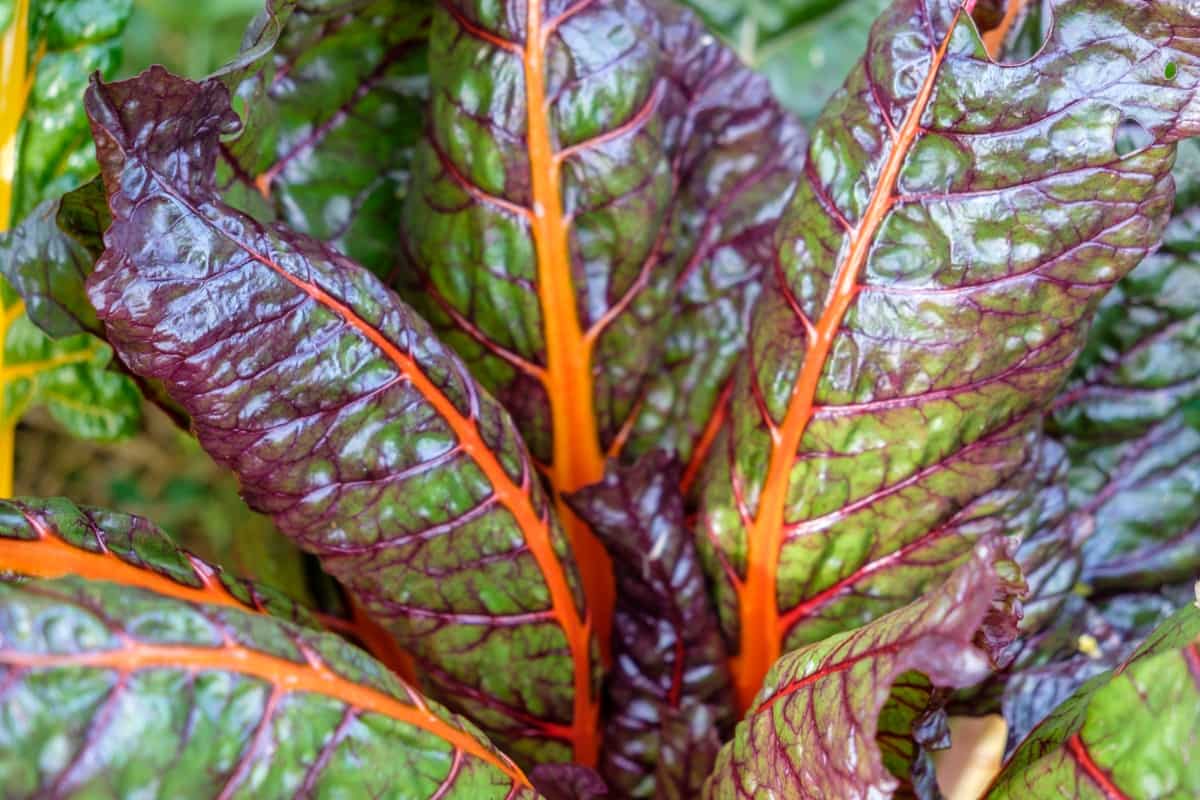 Best Container Plants for Mississippi:  Swiss Chard