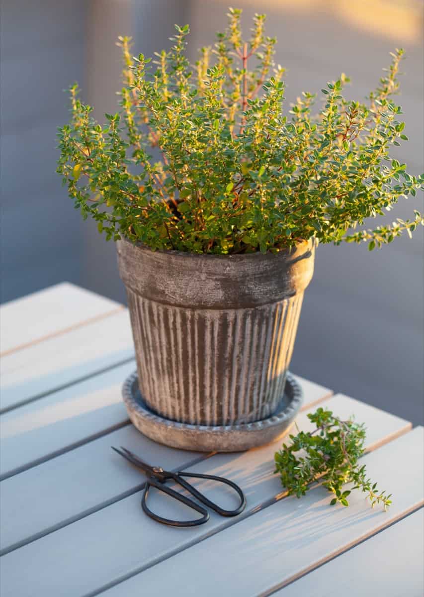 thyme herb in flowerpot on balcony