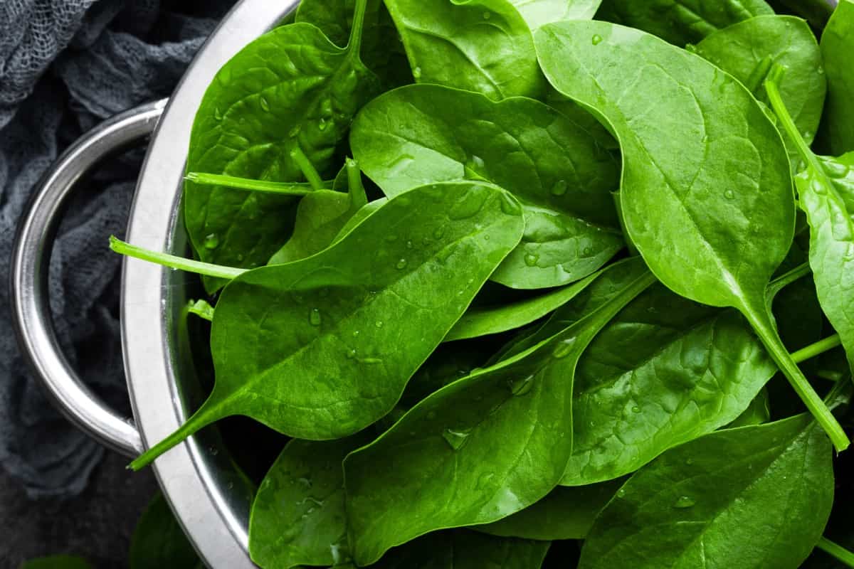 Best Container Plants for Missouri in Winter: Spinach