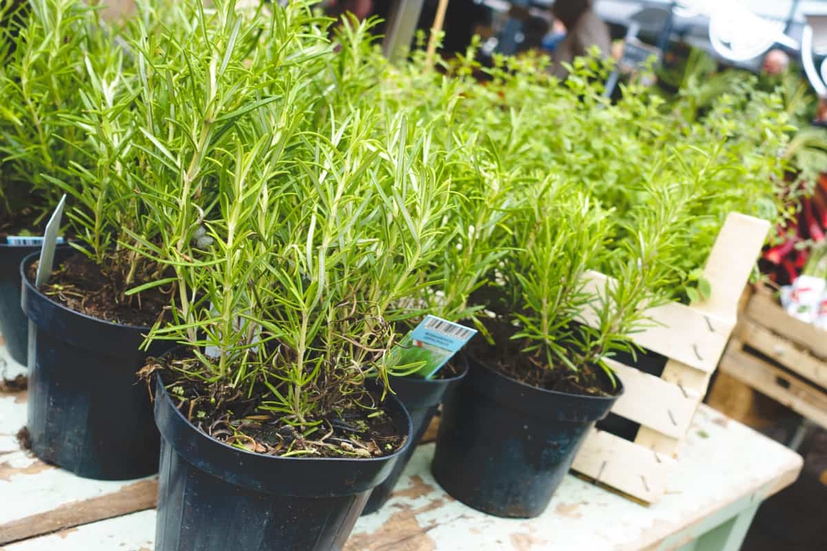Best Container Plants for New Hampshire: Rosemary