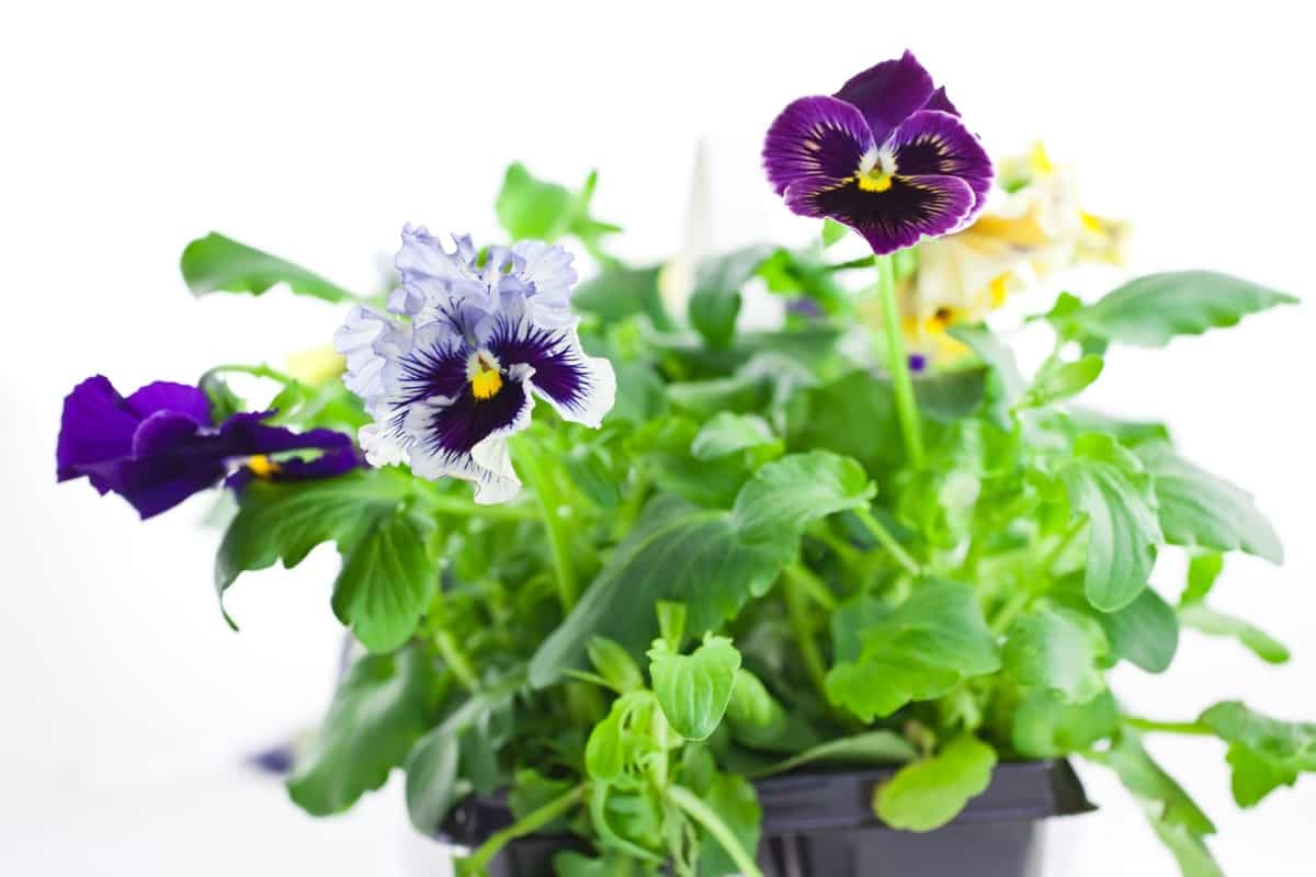Best Container Plants for New Mexico: Pansy's Sprouts
