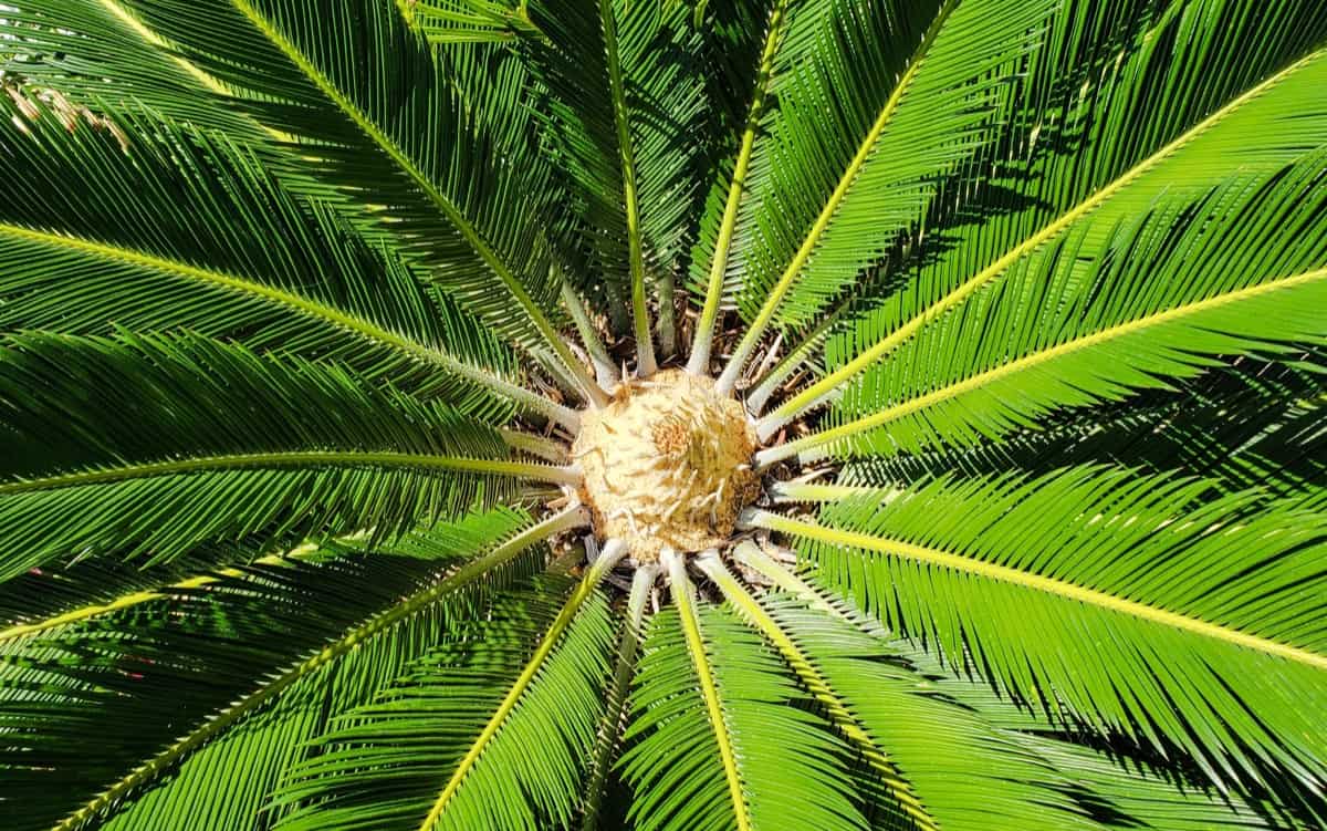 Sago palm