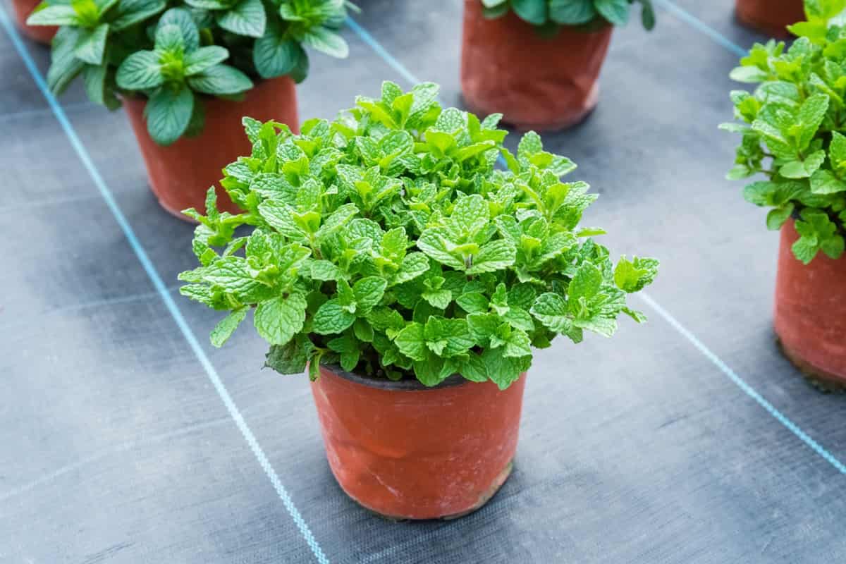 Best Fertilizer for Mint in Pots