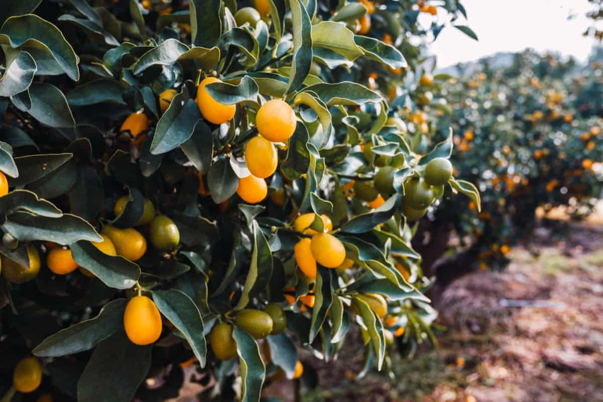 Best Kumquat Tree Varieties to Grow in Your Garden