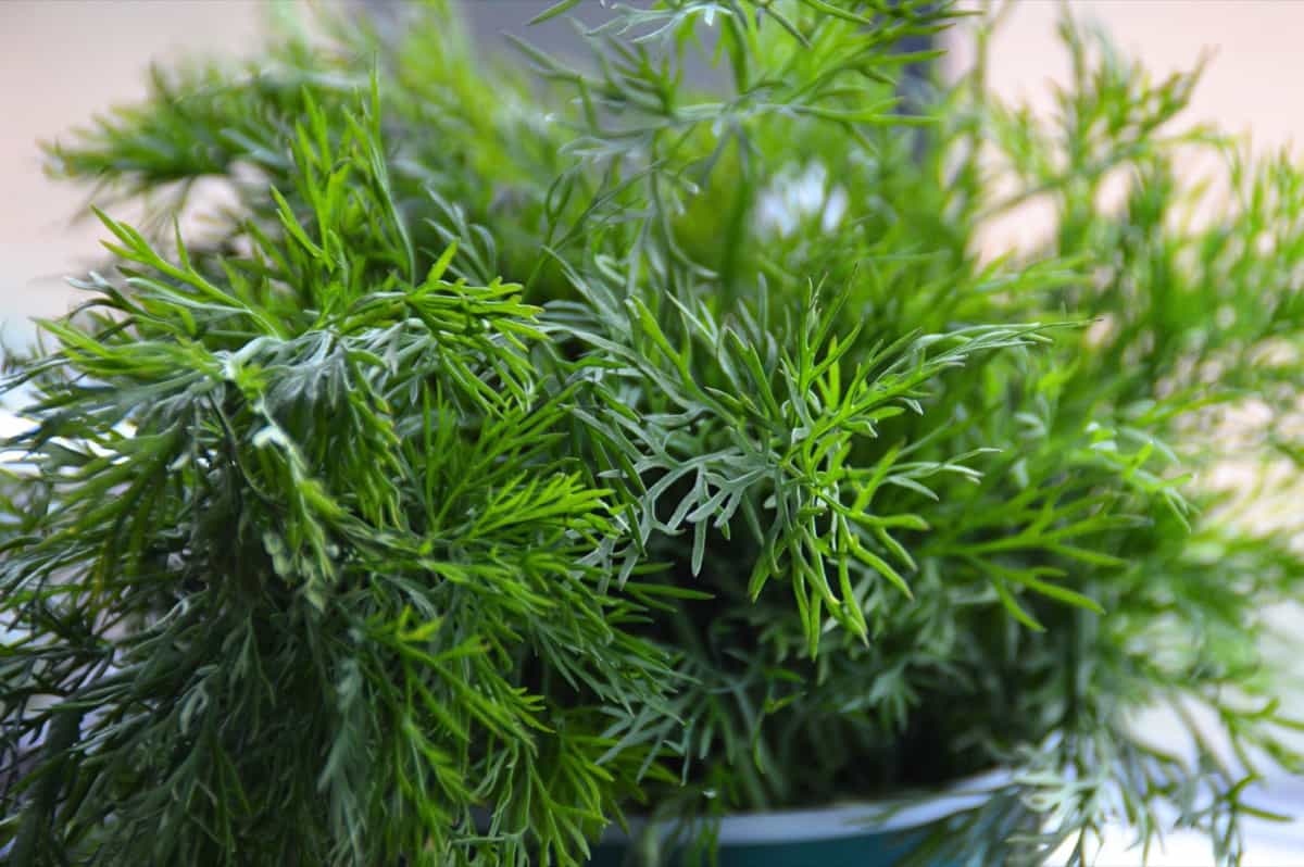 Best Oregon Container Plants: Fresh bunch of green dill herb
