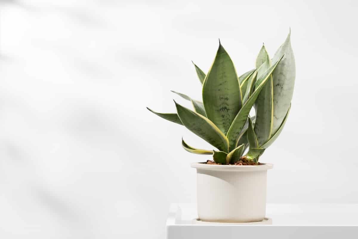 Best Plants That Survive in Your Bathroom Indoors: Snake Plant 