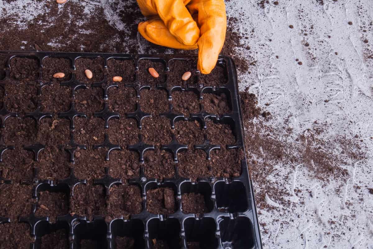 Planting seeds into plastic tray