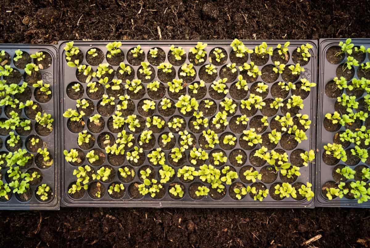 Green seeds growing in tray