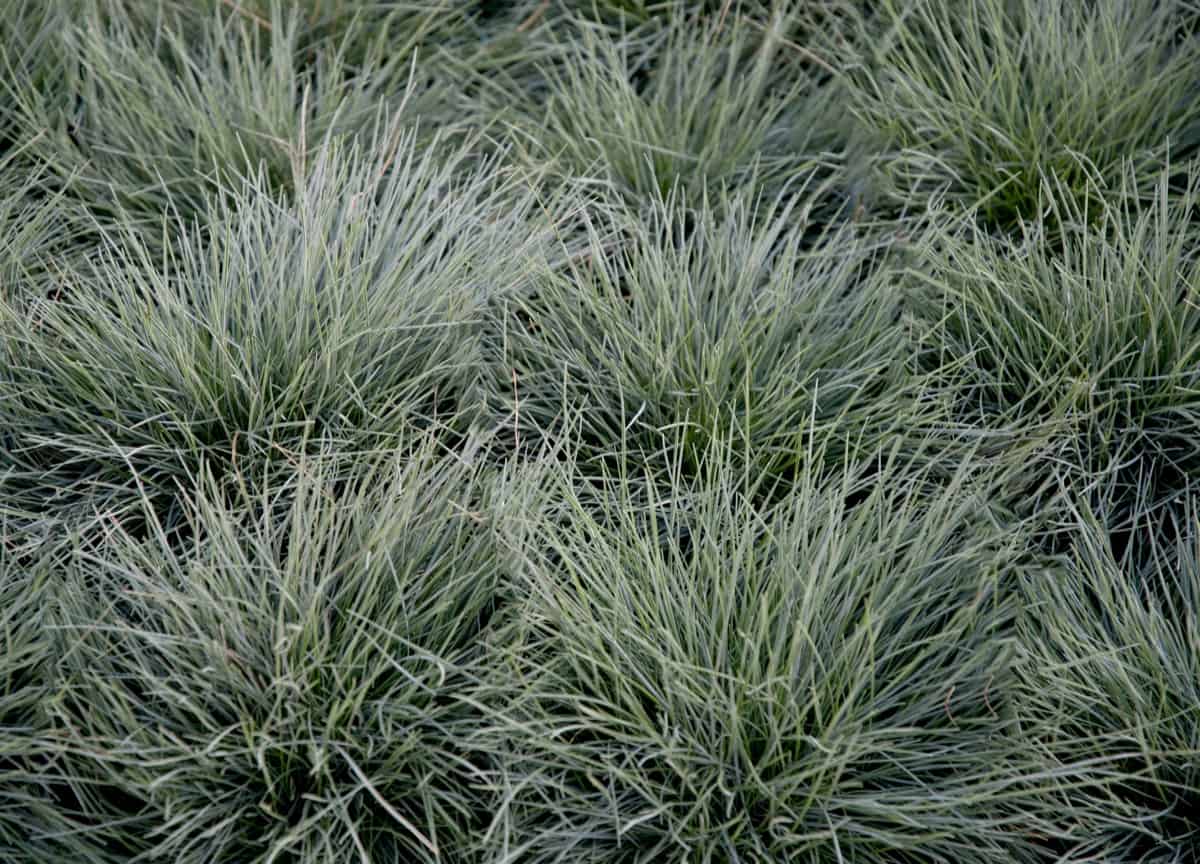 Best Short Ornamental Grass Varieties: Blue Fesc