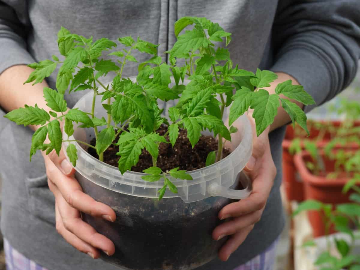 Bucket with a tomato seedling