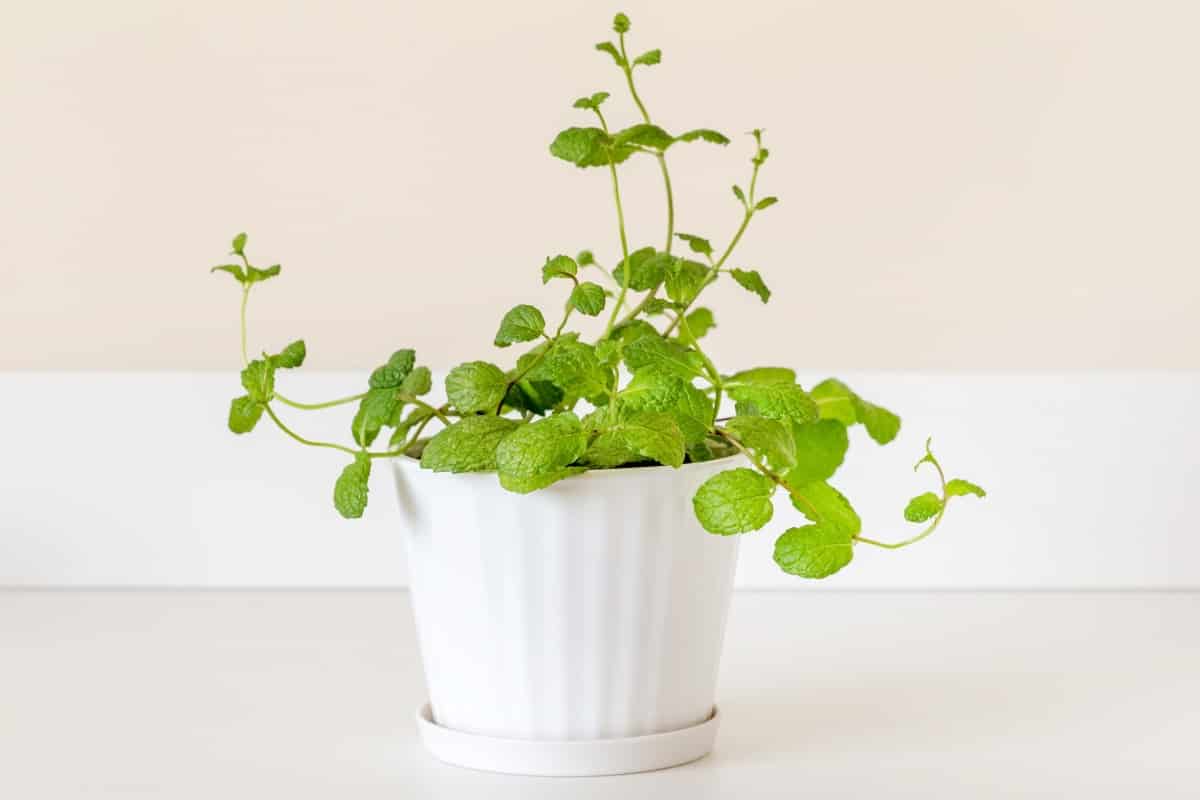Mint plant in a pot