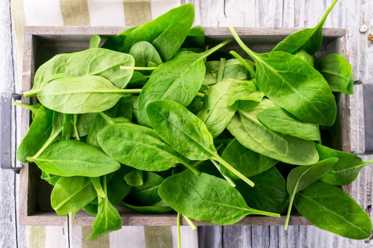 Best Container Plants for Winter: Spinach