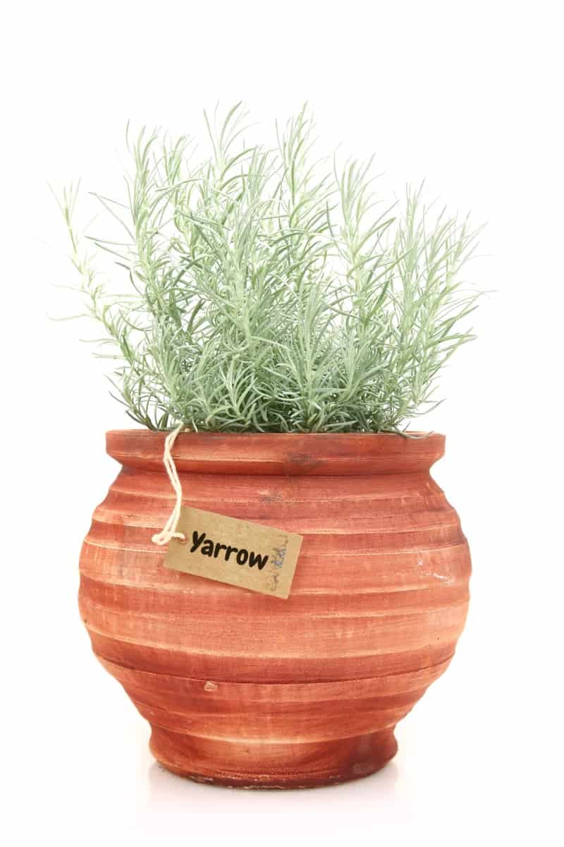 Fresh yarrow plant in a clay pot