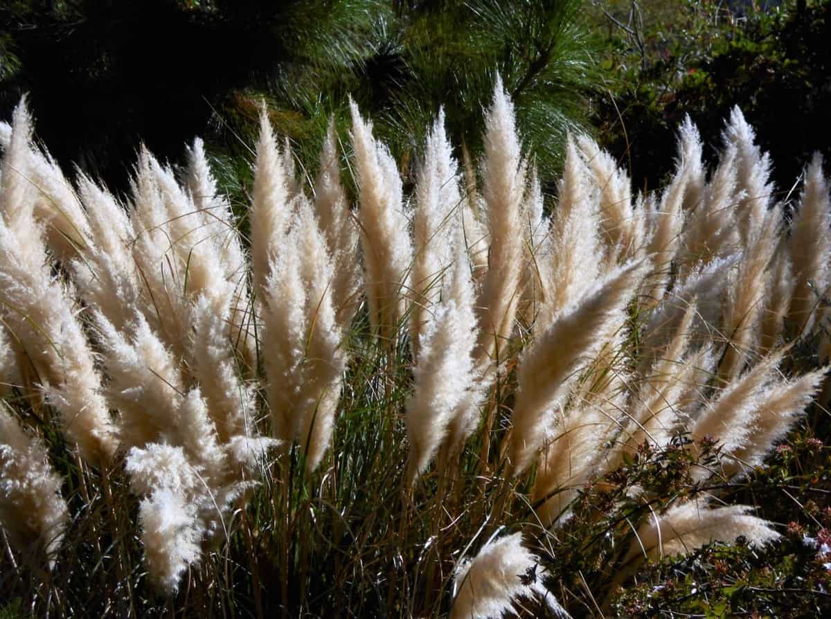 Best Tall Ornamental Grasses: Pampas Grass 