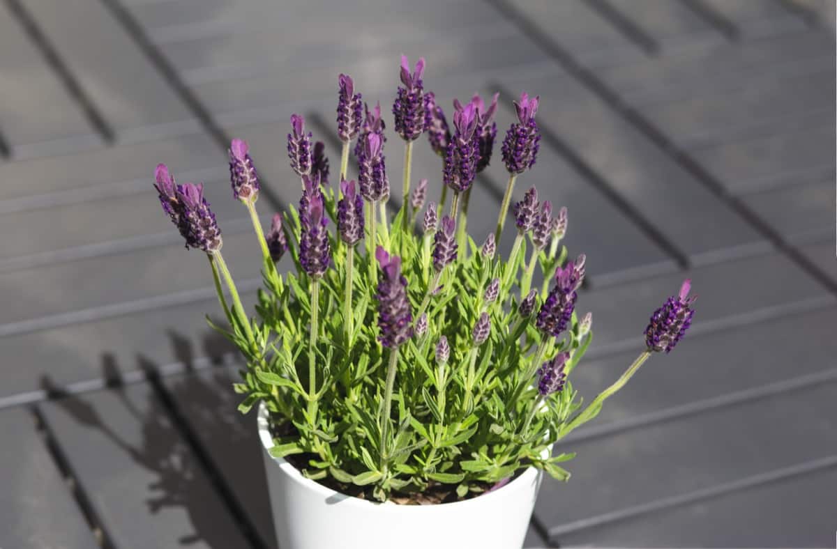 flowerpot with violet lavender 