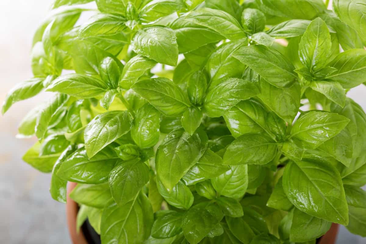 Best Tennessee Container Plants: Basil
