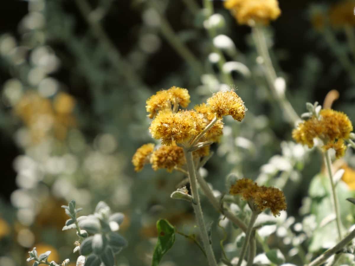 yellow sagebrush flowers