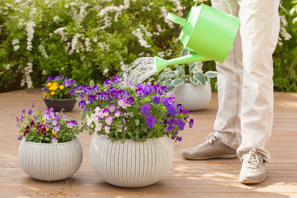 Best Utah Container Plants: Viola flowers