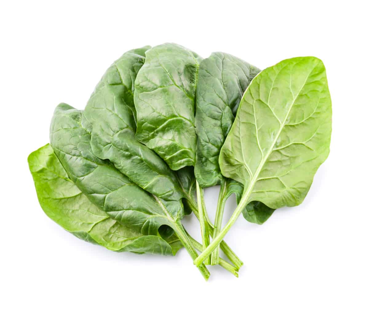 Best Wyoming Container Plants: Spinach