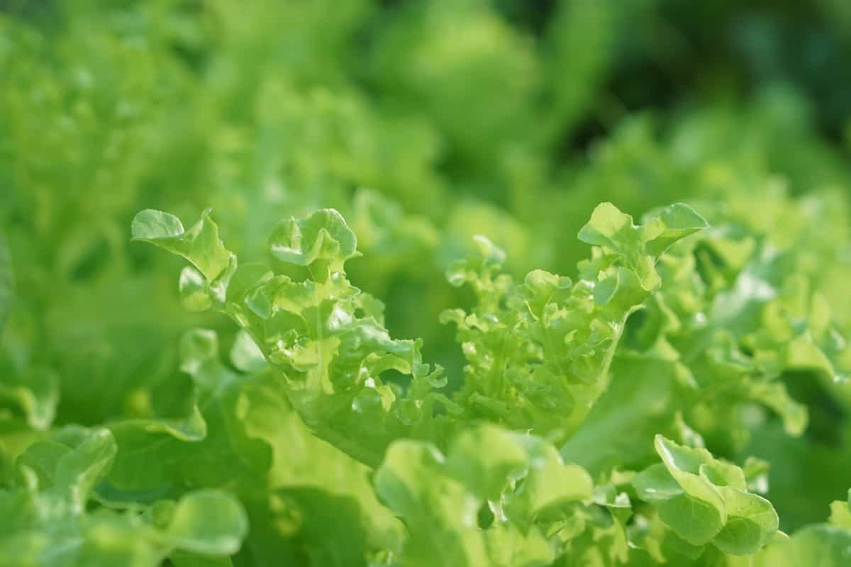 Fresh organic green lettuce leaves
