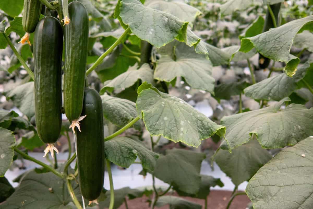 Growing Burpless Cucumber