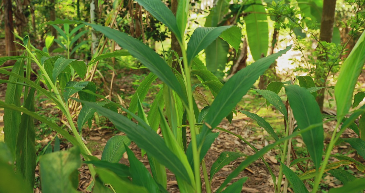 Cardamom Plant Growing Conditions
