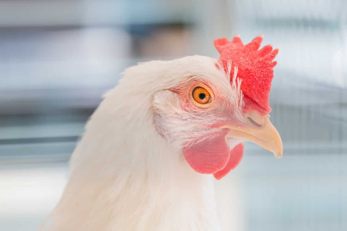 A rooster with a red crest on its head