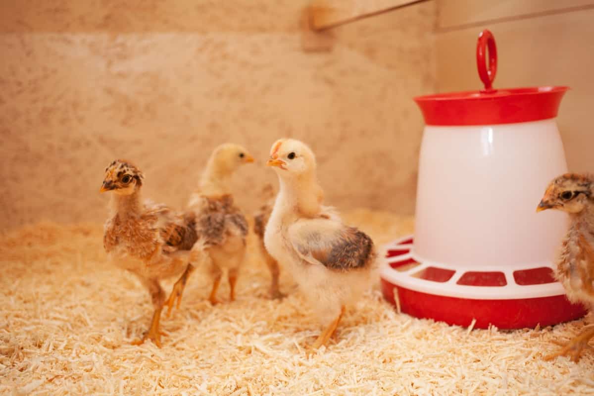 Baby Chicken with Feeder