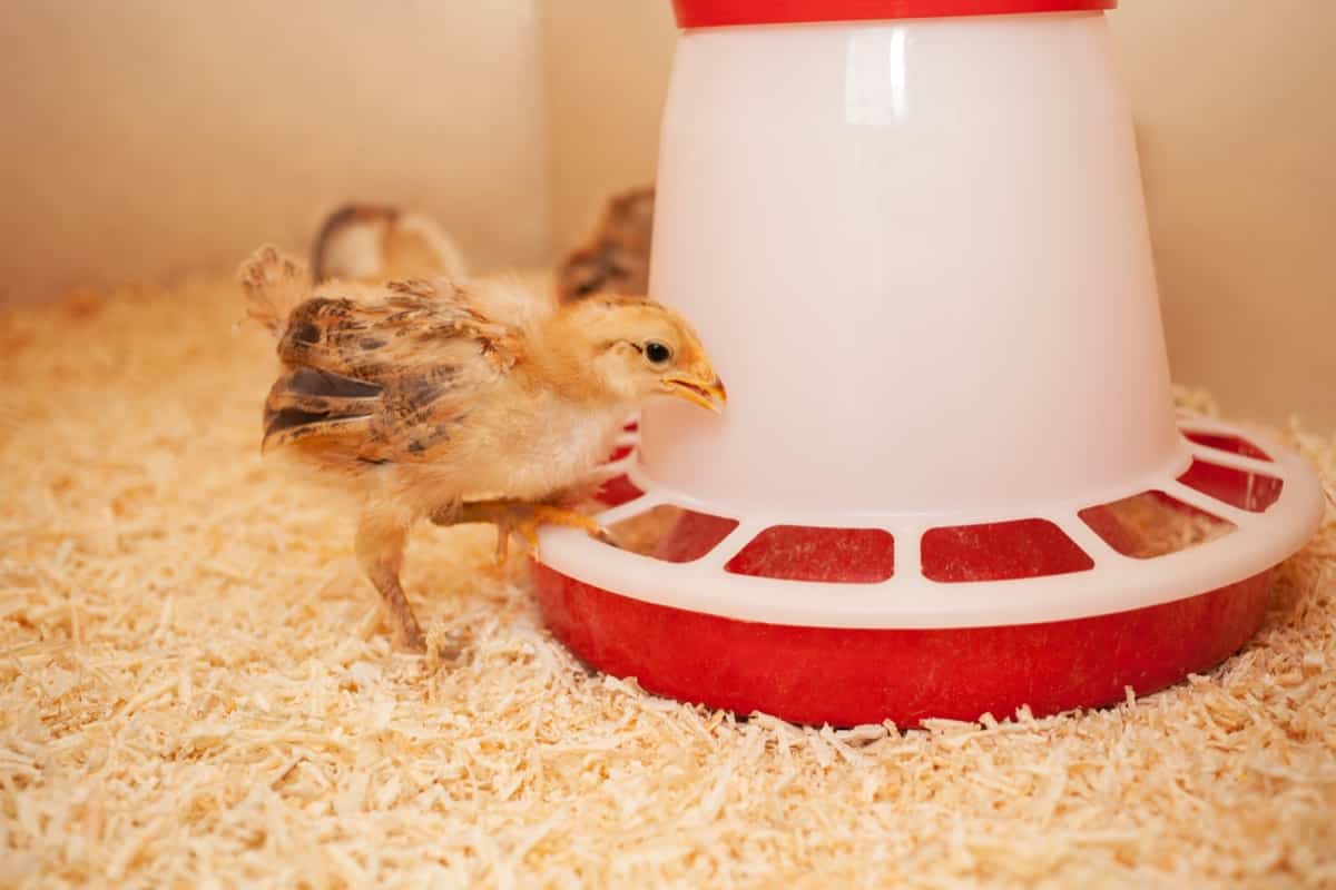 Feeding Baby Chickens