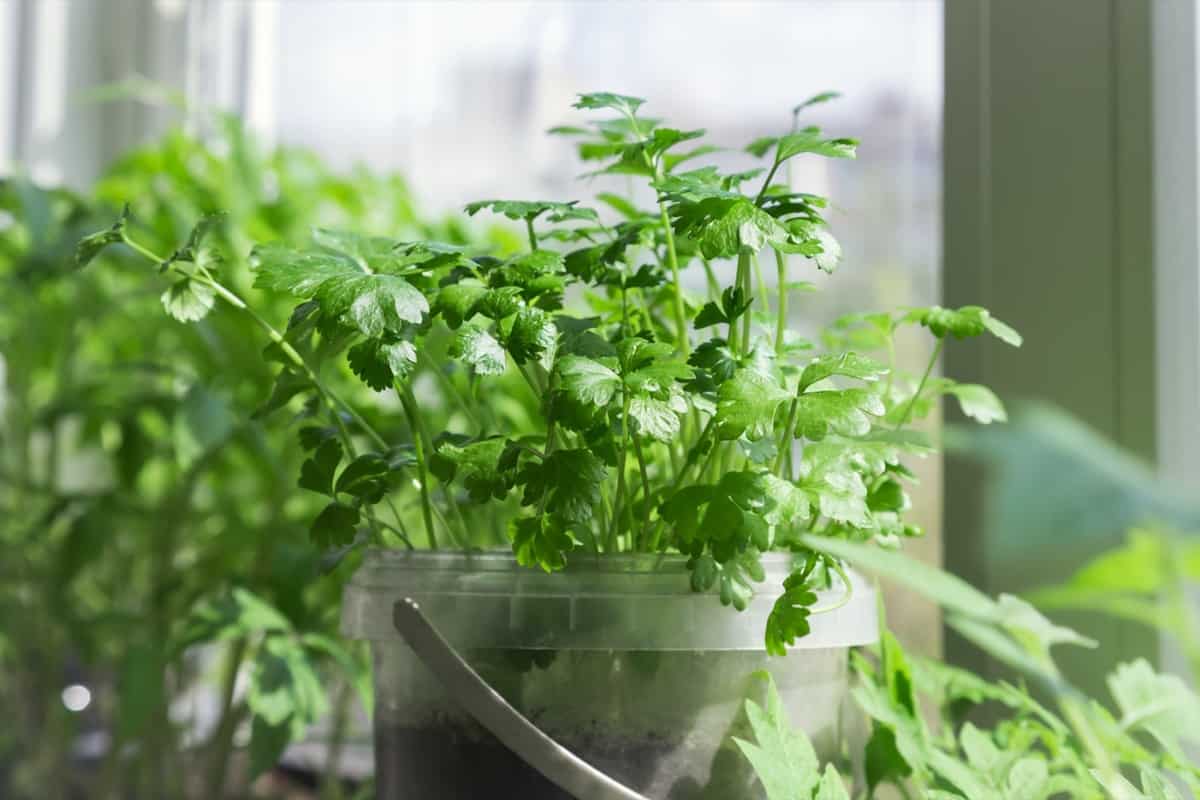 Easy Edible Plants to Grow on Your Windowsill: Parsley