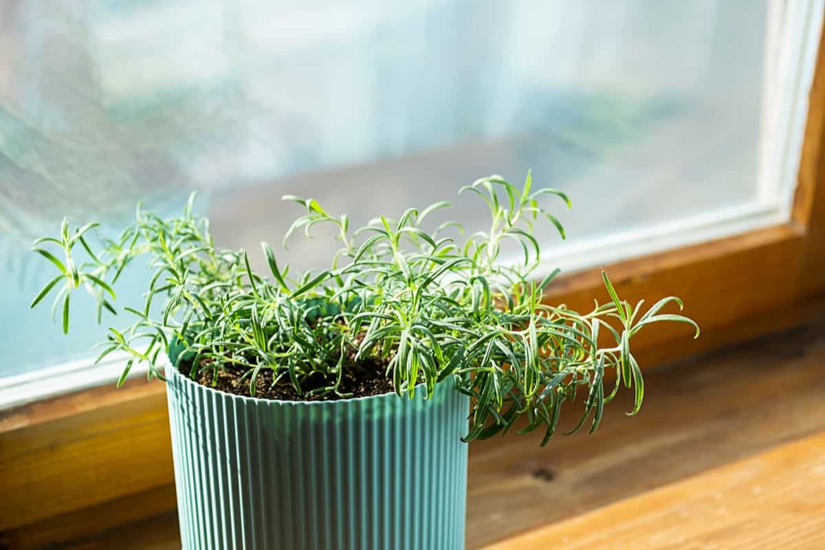 Rosemary Indoor Pot