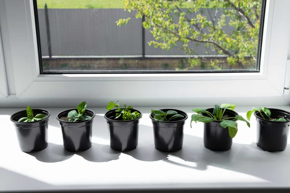 Seedlings of vegetables and herbs in pots on the windowsill