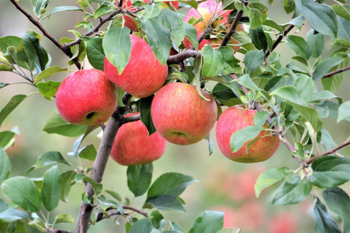 Apples Ready to Harvest