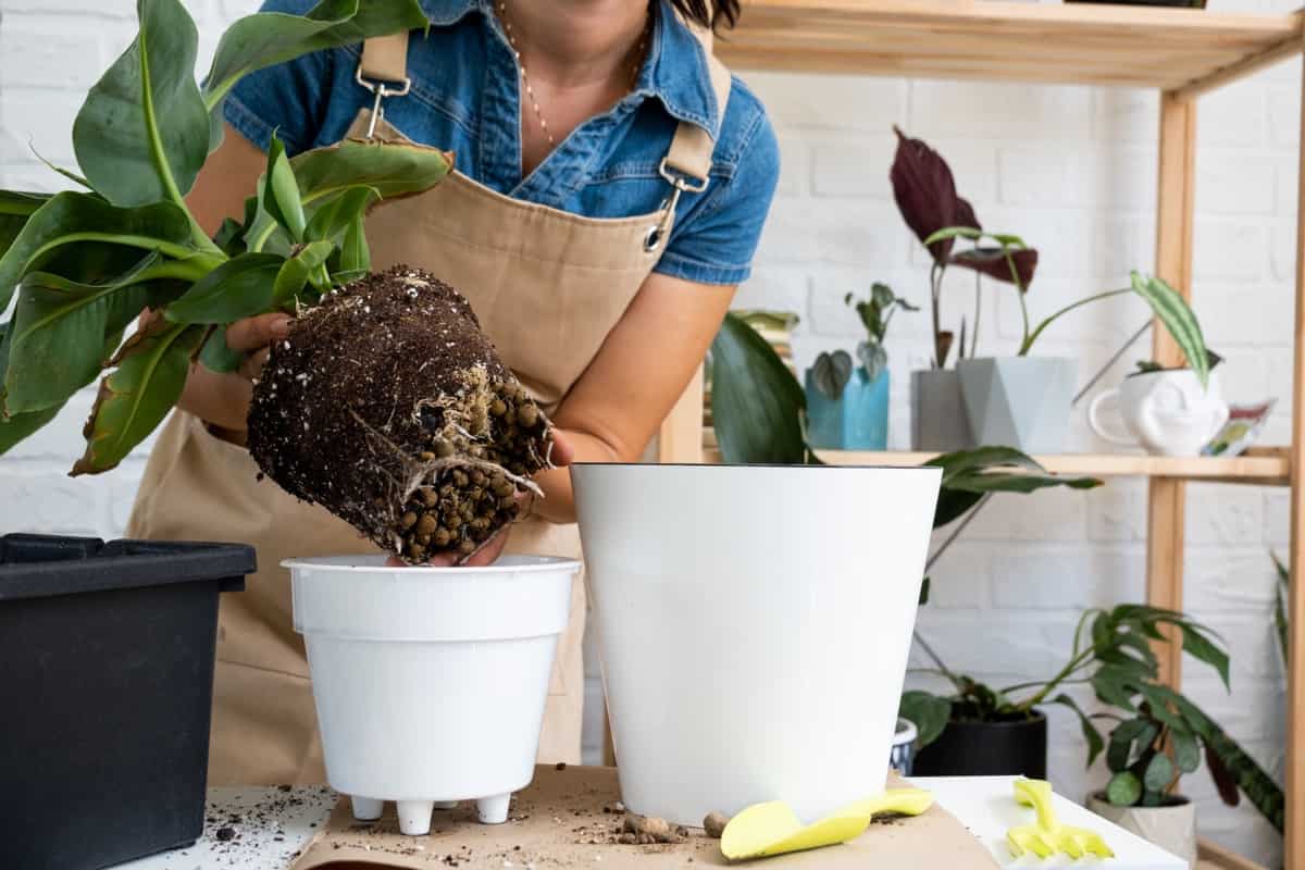Transplanting a home potted banana plant into a pot