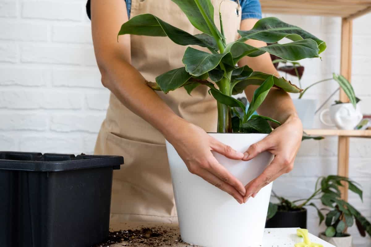 potted banana plant