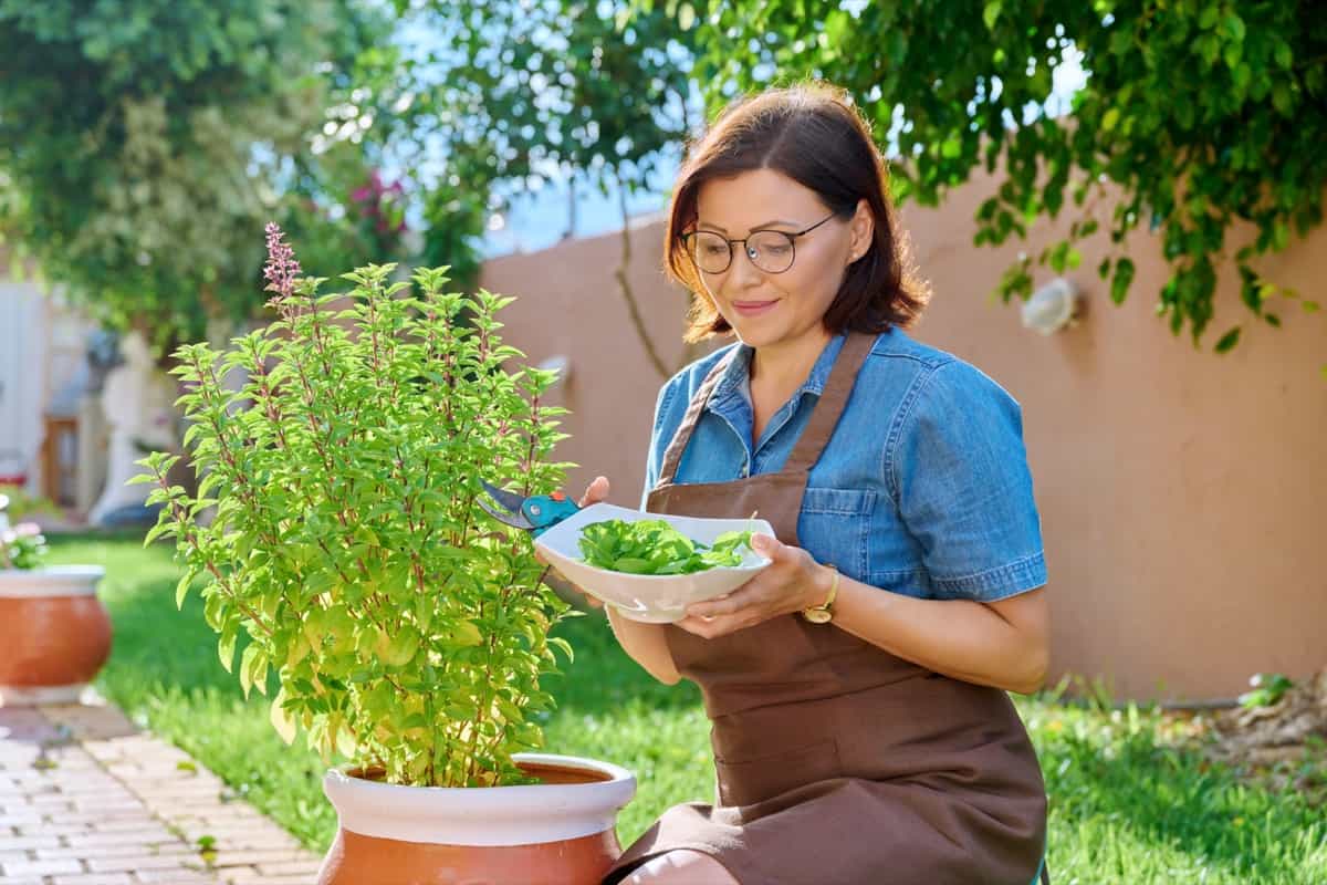 Woman picking leaves from potted basil bush