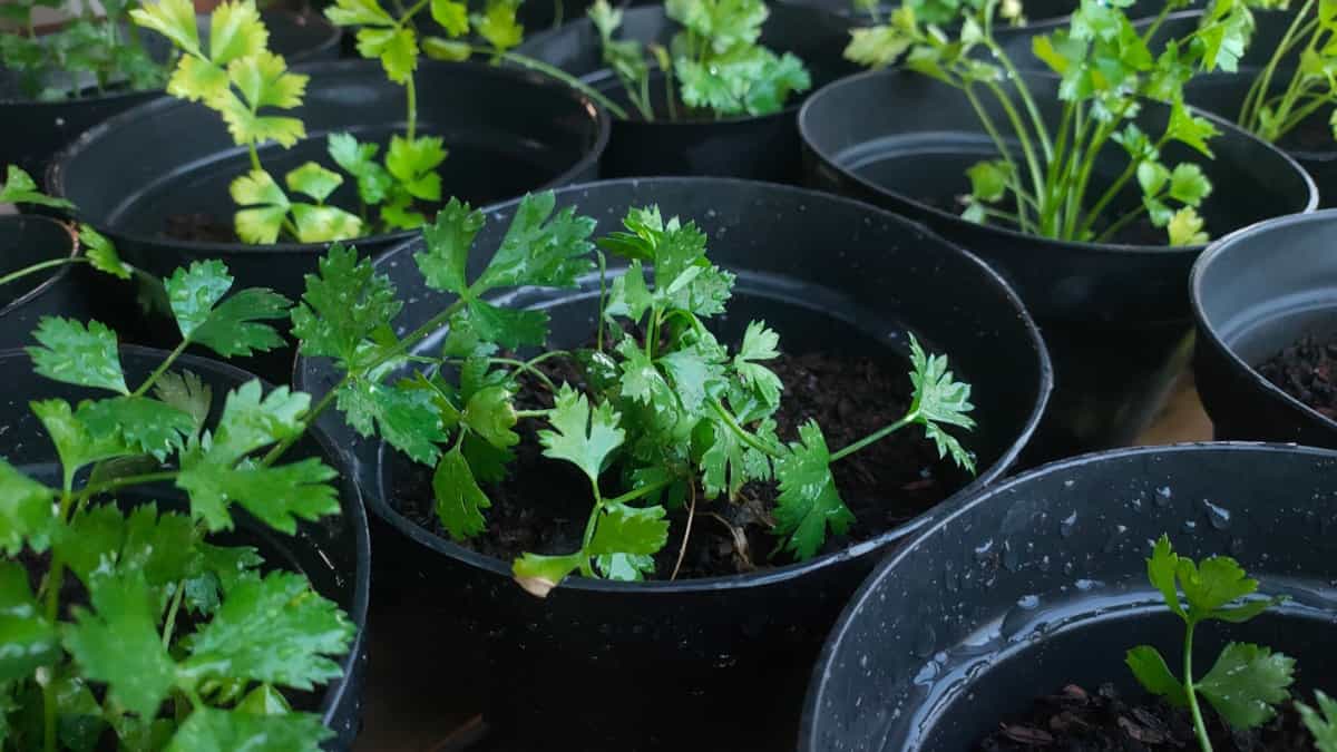 coriander growing in pots