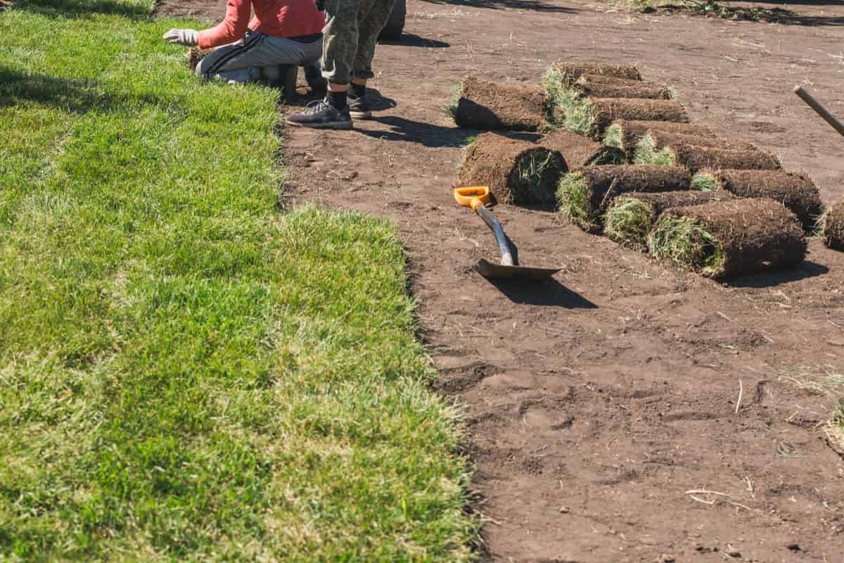 Laying sod for new garden lawn