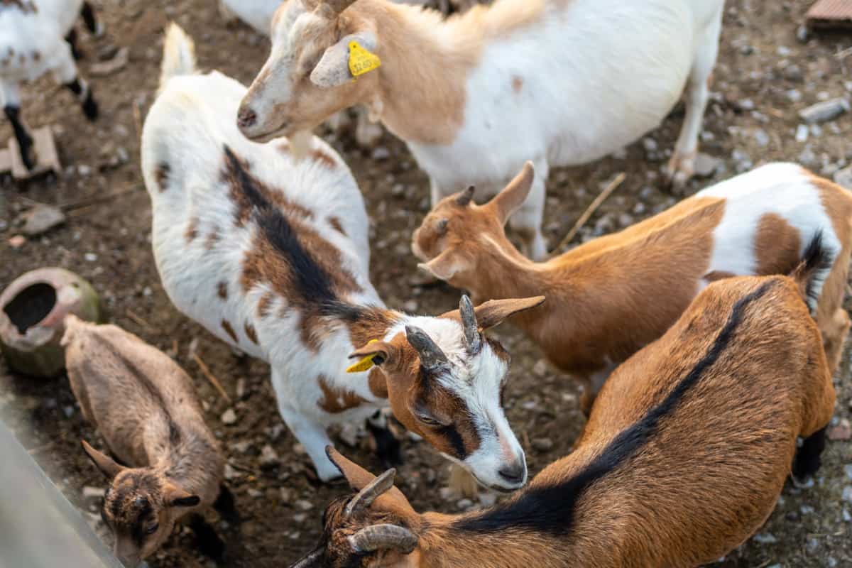 Goats and small kids on a farm
