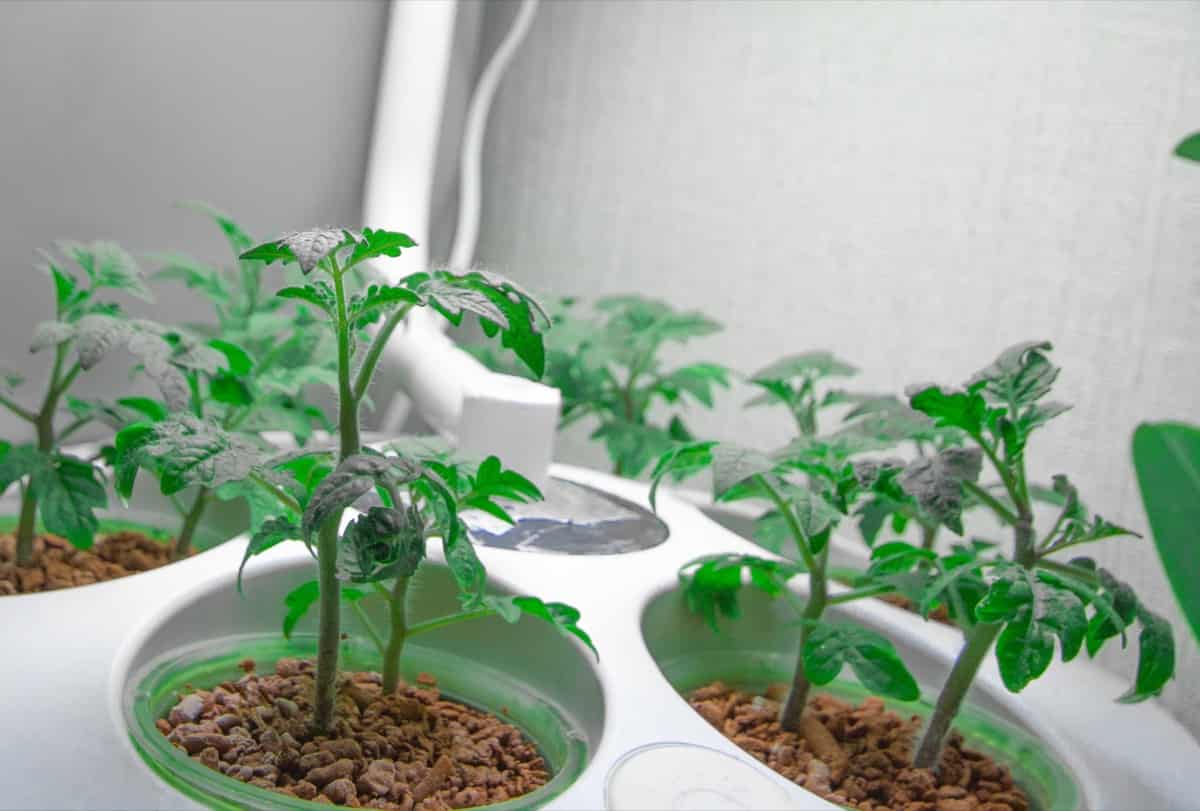 Guide to Set Up an Aeroponics System