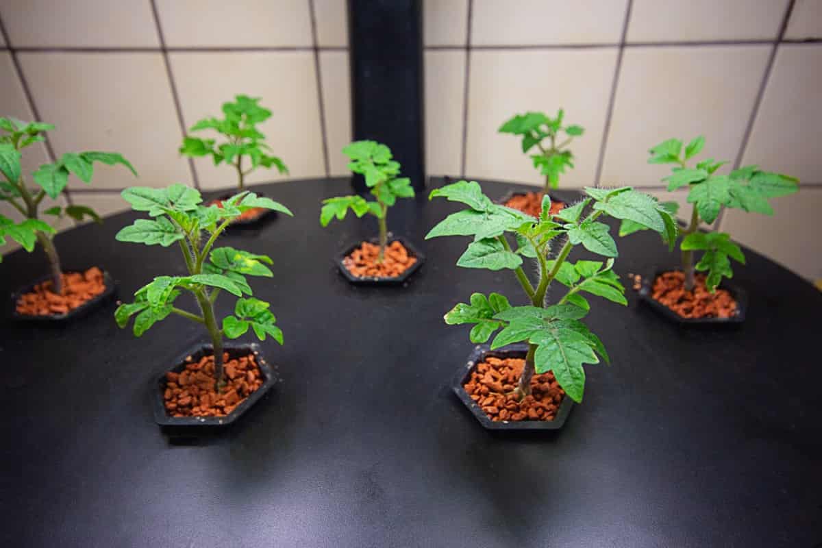 Growing tomatoes indoors