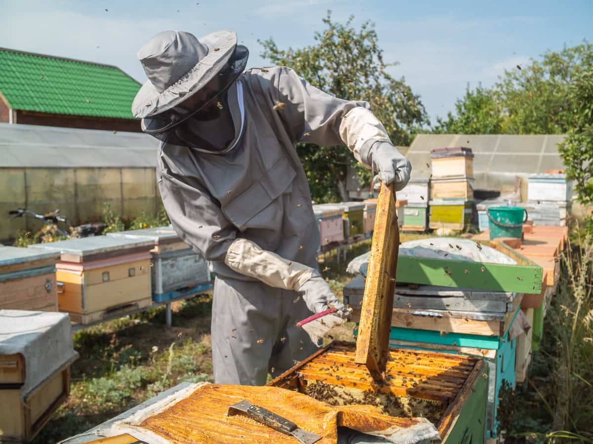 beekeeper working in his apiary on a bee farm