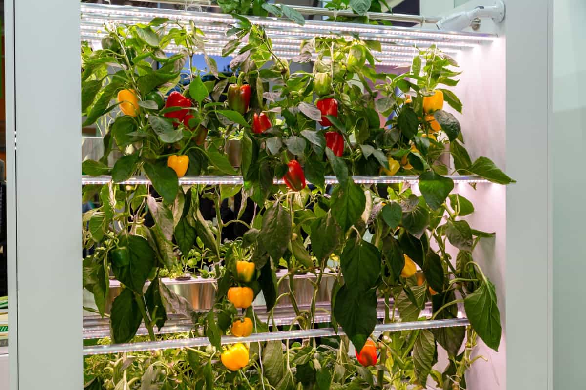 Growing peppers hydroponically under grow lights