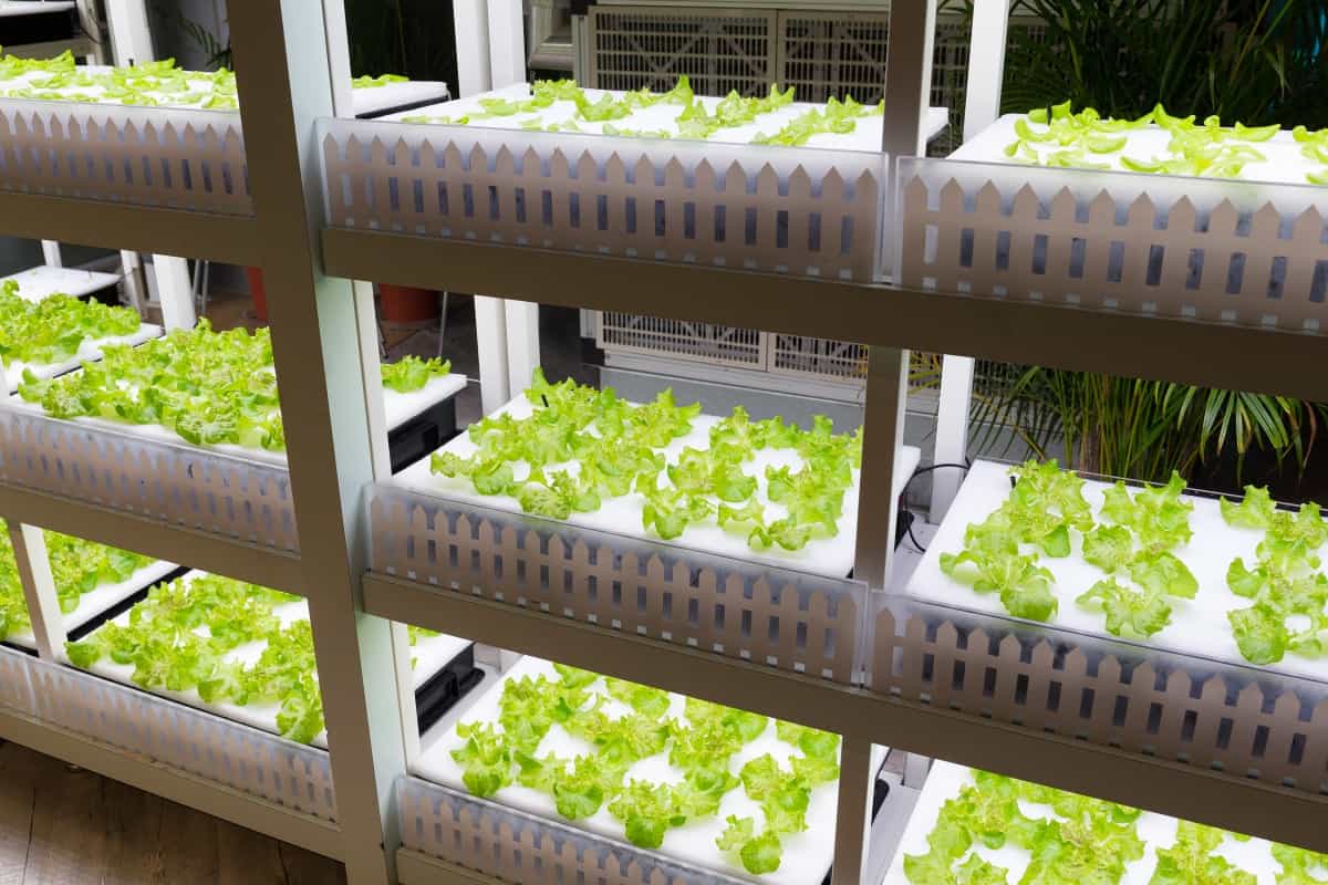 How to Choose the Right Hydroponic Grow Light