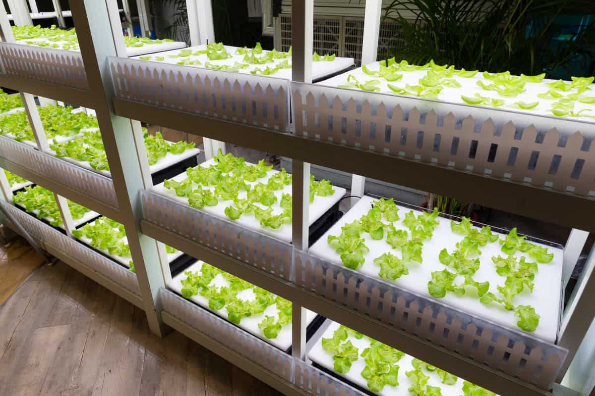 How to Choose the Right Plants for Vertical Hydroponics